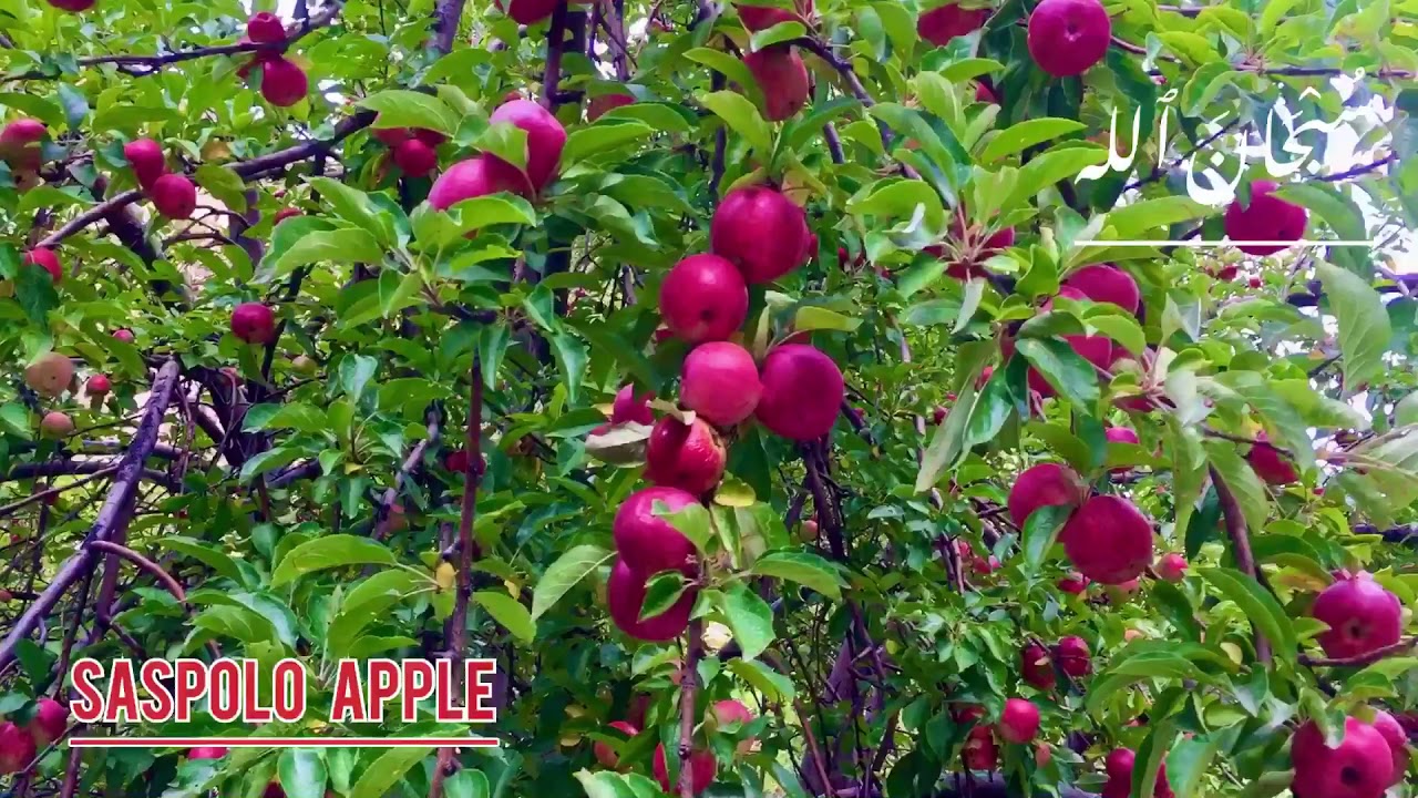 Saspolo Apple 🍎 | Most Tasty 😋 Apple | Kharmang Ghandus | Explore the beauty of Gilgit Baltistan |