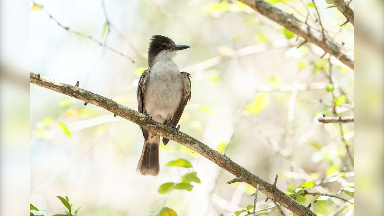 Bird Photography: Cuba, May 2025 - Part 2