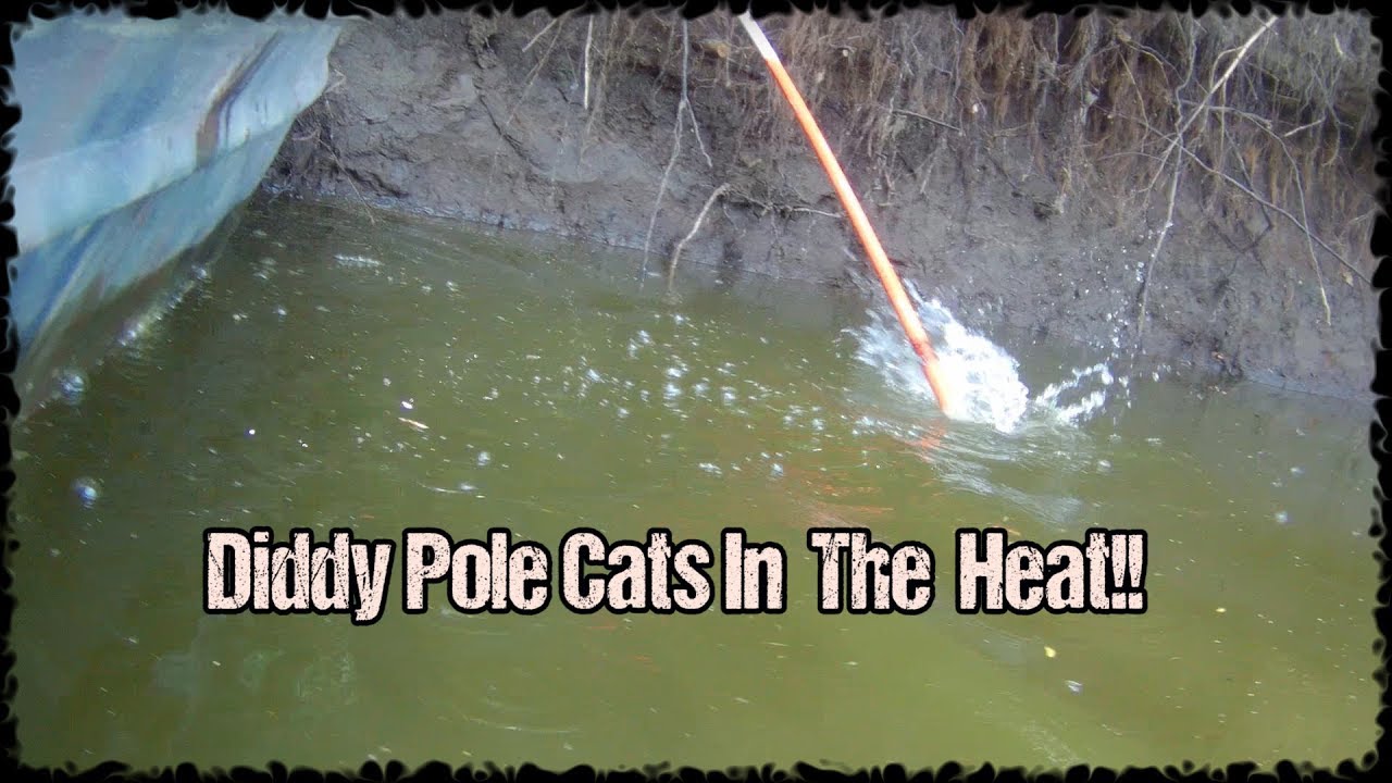 Diddy Pole Cats In The Heat!