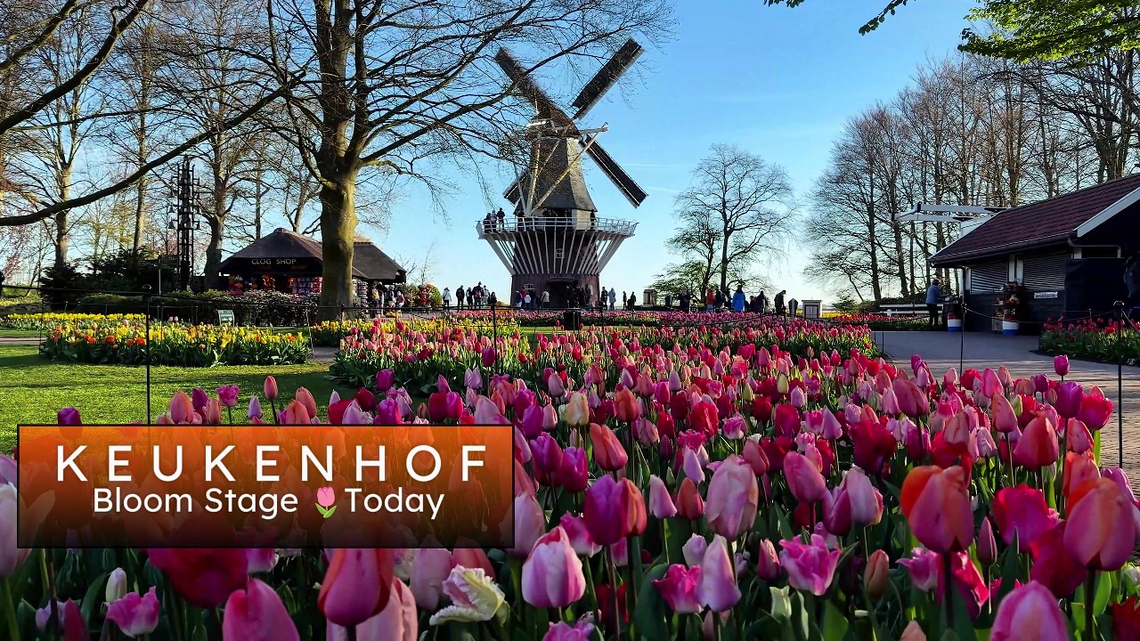 Keukenhof Today &ndash; Almost Full Bloom & VERY Busy! 🌷