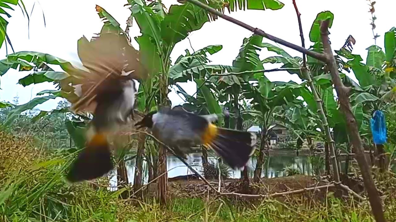 suara burung KUTILANG GACOR pikat sampai adu jotoss