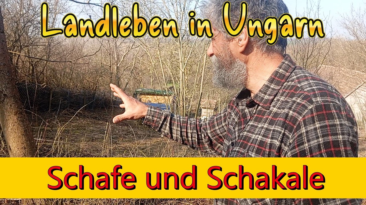Schafe und Schakale Landleben in Ungarn