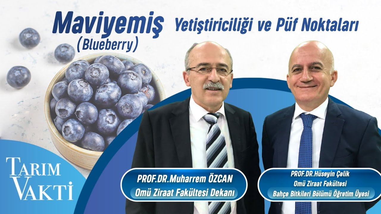 Maviyemiş yetiştiriciliği ve püf noktaları  |  Tarım Vakti