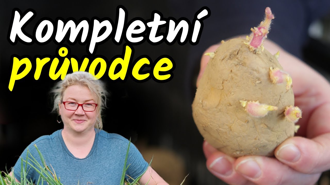 Výsadba BRAMBOR 👨‍🌾 Jak na výběr SADBY a VÝSADBU? + Postup krok za krokem