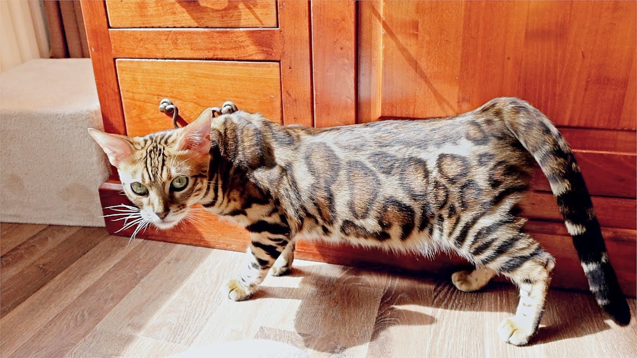 Female Bengal Cat is in Heat for The First Time