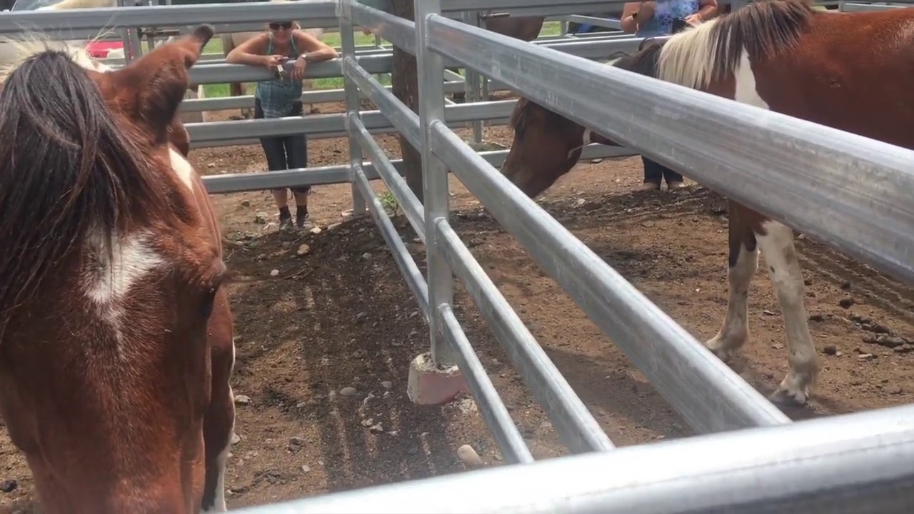Laidley Sales Dec 2016