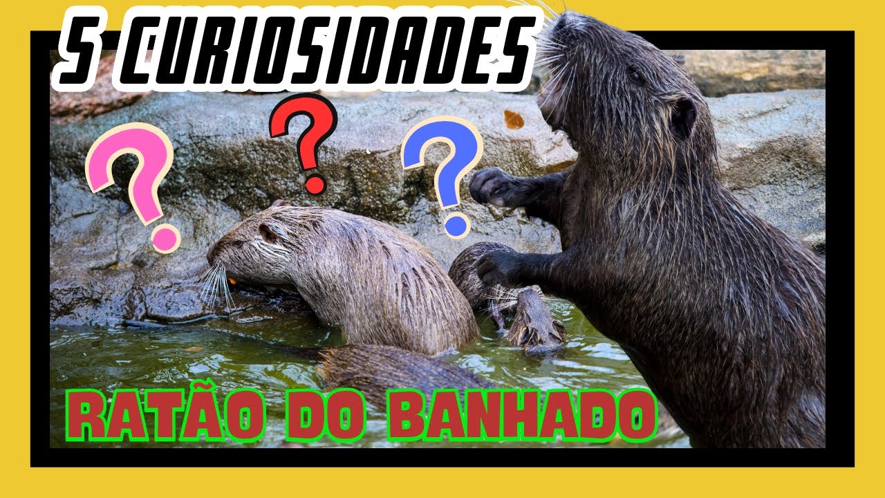 5 Curiosidades interessantes sobre o Rat&atilde;o do Banhado