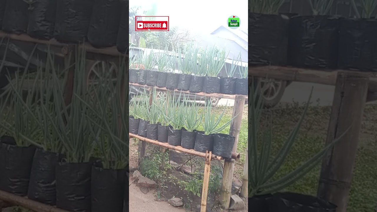 budidaya bawang daun di lahan sempit, diuat ertingkat 