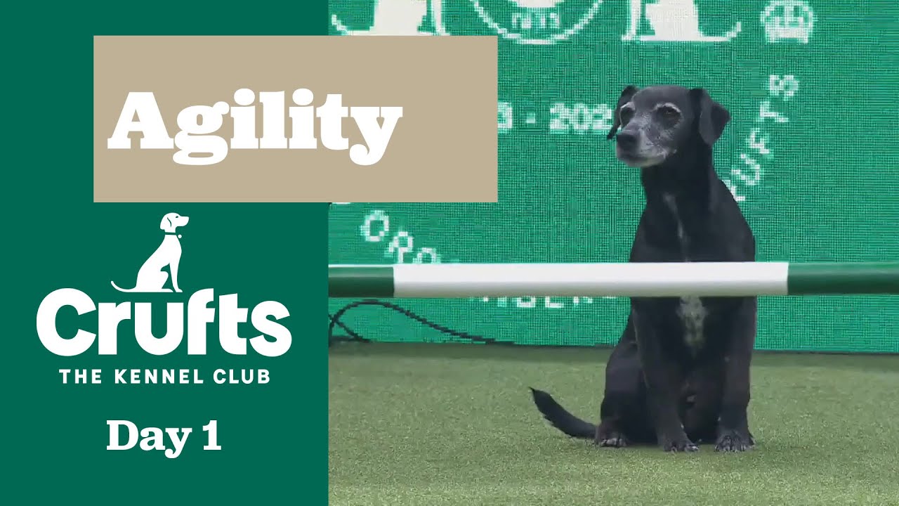 Agility &ndash; Crufts Novice Cup Final (Agility) Part Two | Crufts 2025
