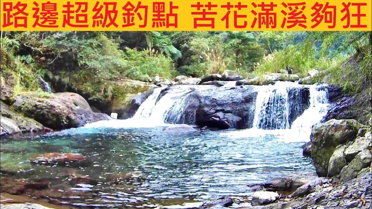 路邊超級釣點 苦花滿溪夠狂 @隨便釣半天就滿ㄌ 冬天就已經咬翻天 #溪釣 #苦花