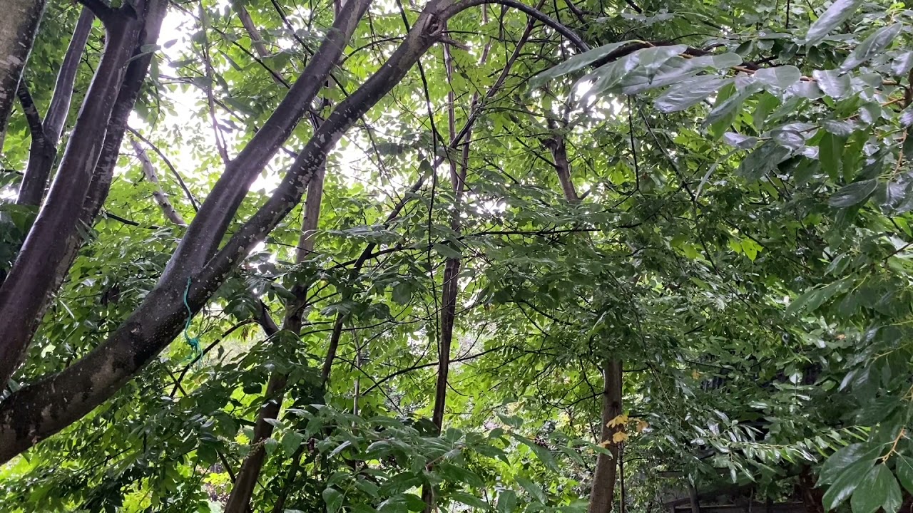 Ormanda yağmur sesi / rain sound in the forest | Rahat uyku / comfortable sleep