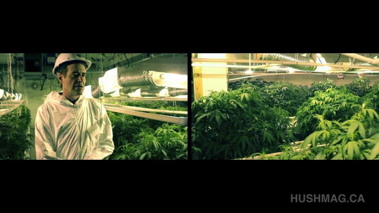 Drugonomics II &mdash; Легальный Grow Op &mdash; Журнал Hush &mdash; Ванкувер