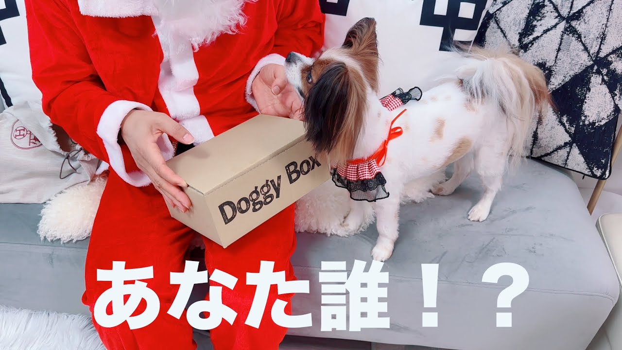 サンタがドギーボックスを届けた犬たちの反応 !!　#ドギーボックス #dogs #犬のいる生活
