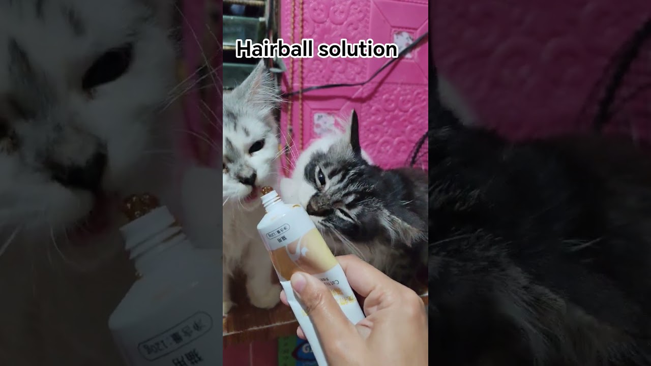 hairball solution for cat 