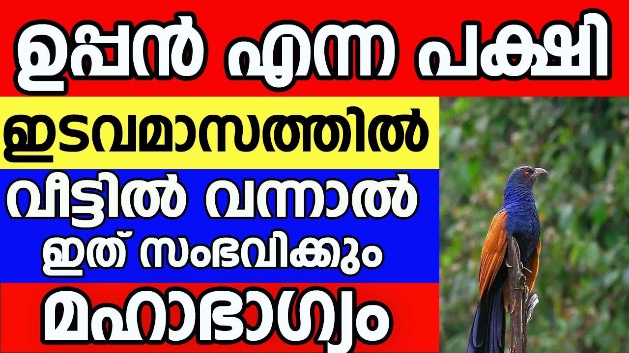 ഇടവമാസത്തിൽ ഉപ്പൻ വരുന്ന വിട്ടിൽ ഇത് സംഭവിക്കും ഒരിക്കലും ഈ തെറ്റ് ചെയ്യല്ലേ ||uppan |chakoram