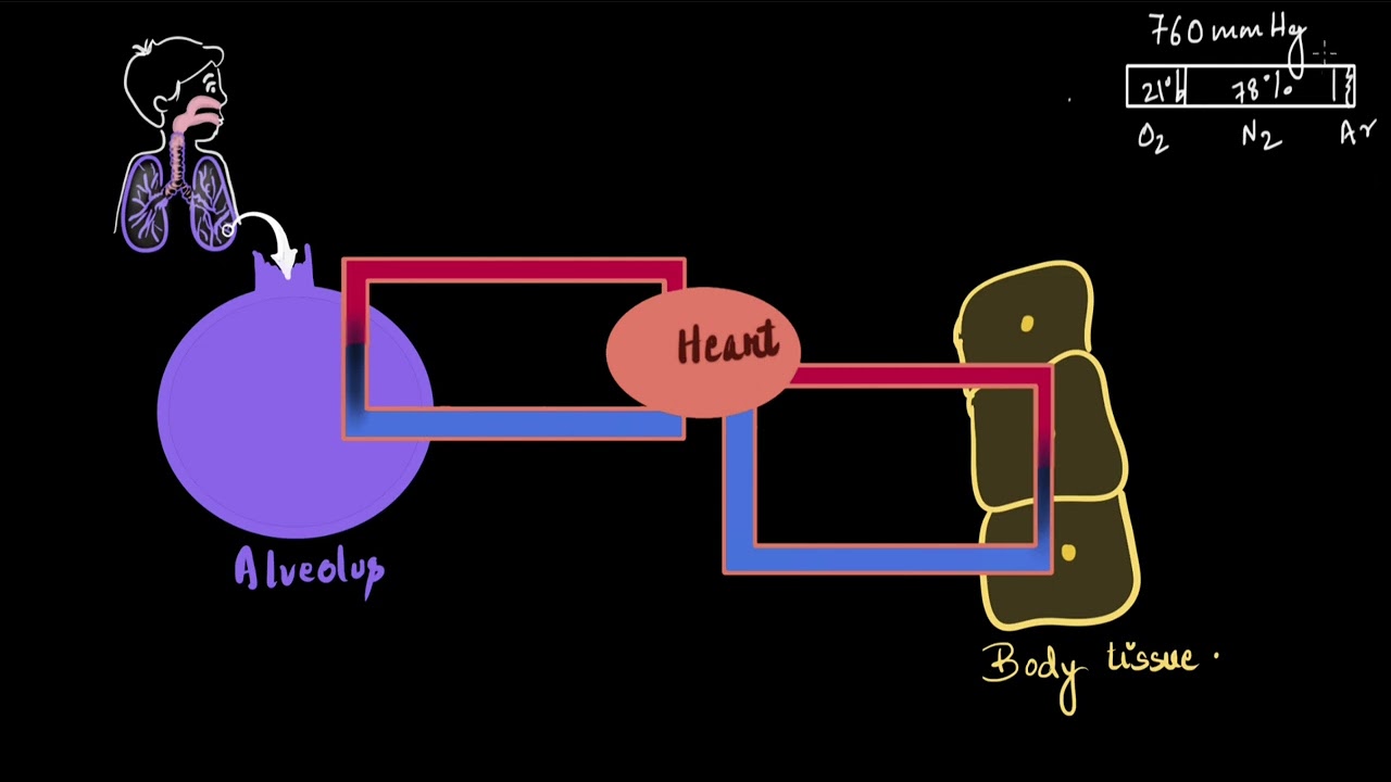 Partial pressure and exchange of gases | Breathing and exchange of gases | Biology | Khan Academy