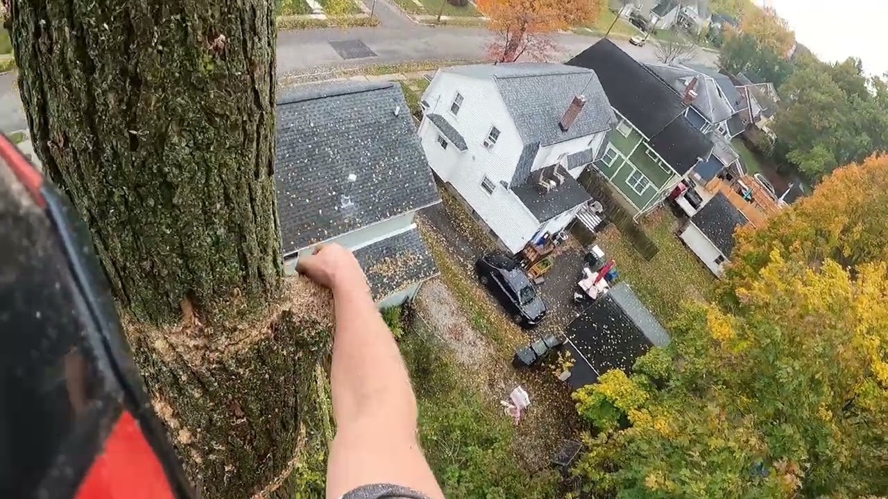 climbed, topped, and dropped two trees next to fence and shed 3