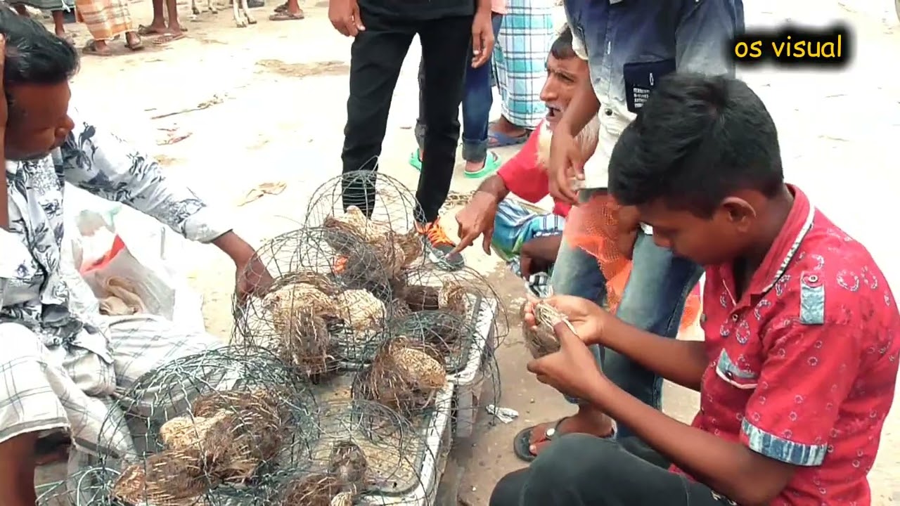 মাধবদী সাপ্তাহিক হাট । কবুতর, কোয়েল পাখি, ছাগলের হাট । মাধবদী, নরসিংদী । Madhabdi bazar । os visual