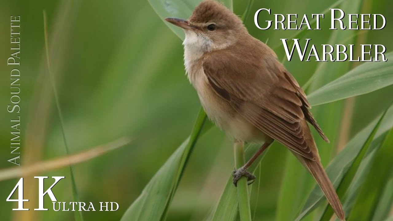 BIRD SOUNDS * Great Reed Warbler (Acrocephalus Arundinaceus) * Animal Sounds Palette * 4K Ultra HD