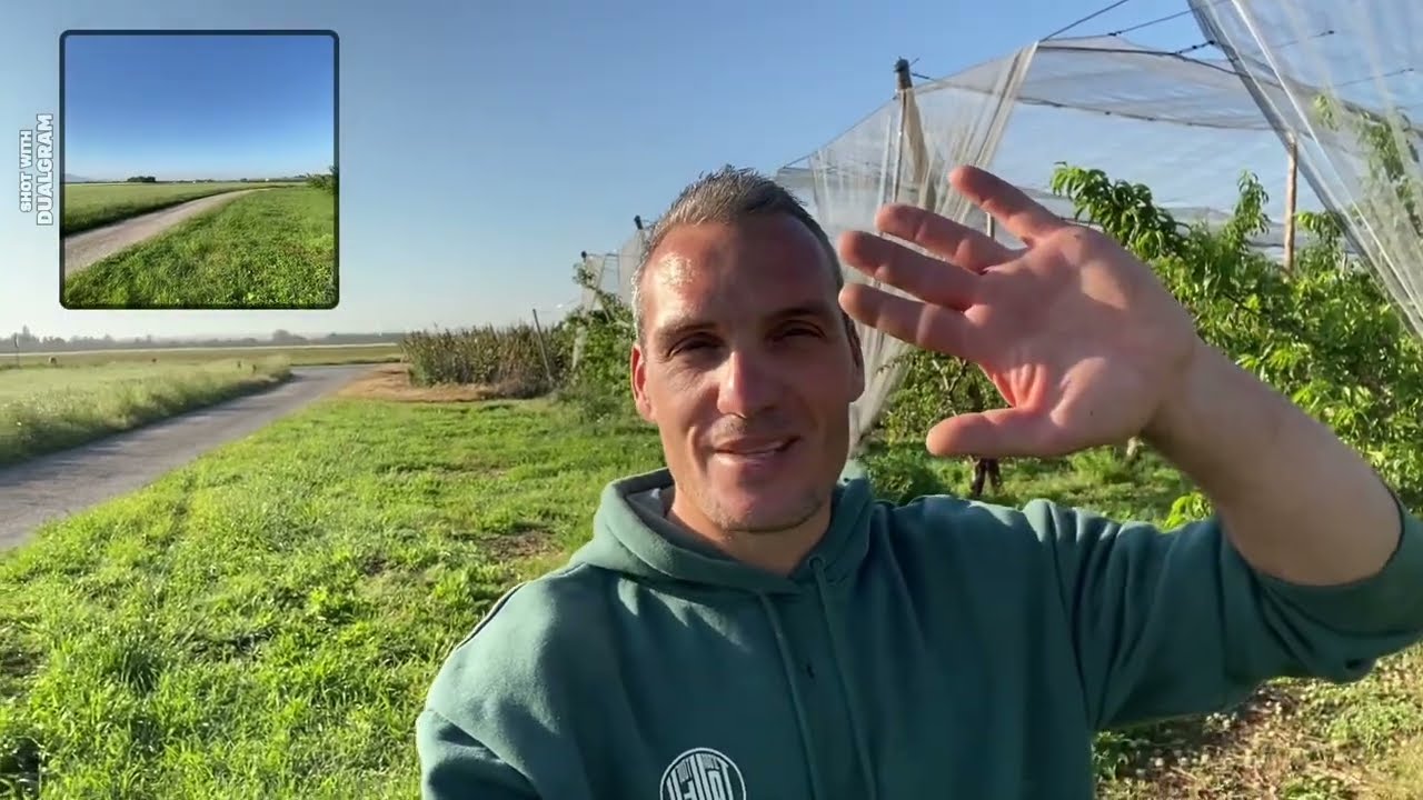 L’éclaircissage sur fruits ! Une étape essentielle pour recolter un fruit de qualité ! 😋🍑