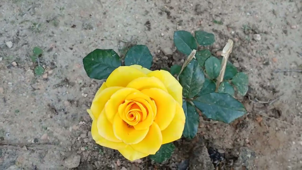 Meu pe de rosa amarelo lindo