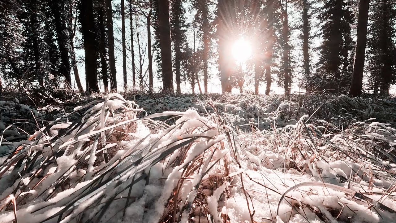 A Walk In The Snow