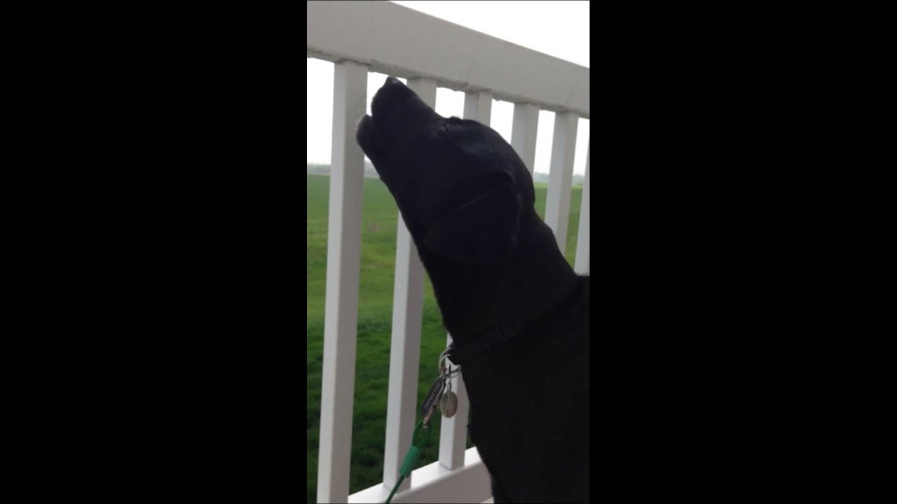 Beagle lab howling at tornado siren