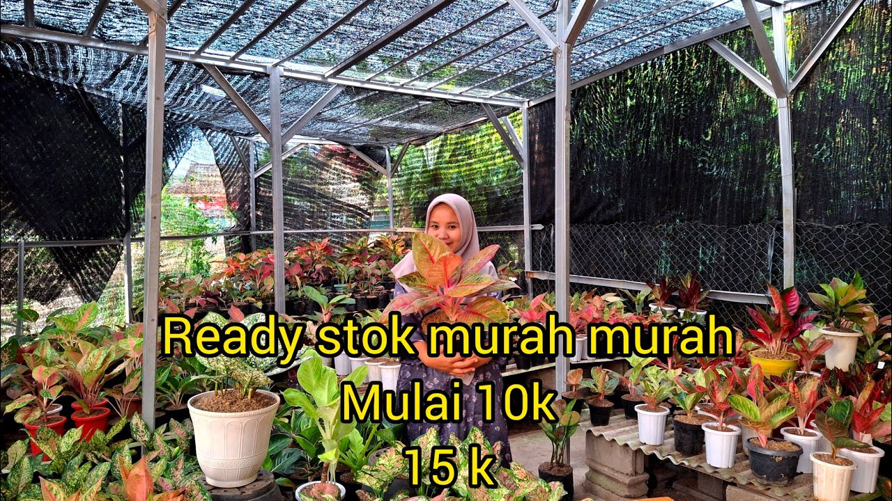 ready stok murah murah 10k#aglonemalokalan
