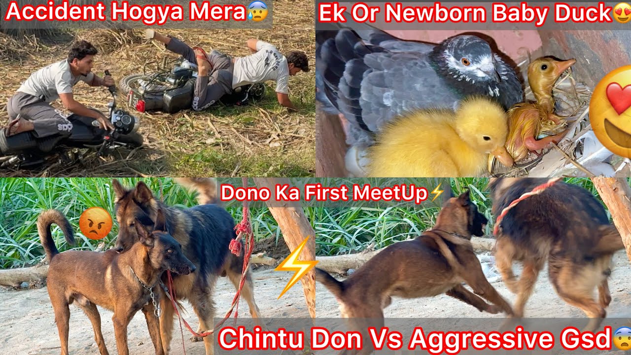 Chintu Don Or Aggressive Gsd Ko Milvya⚡️Newborn Baby Duck Aya Ek Or😍 Bullet Se Accident Hogya Mera😰