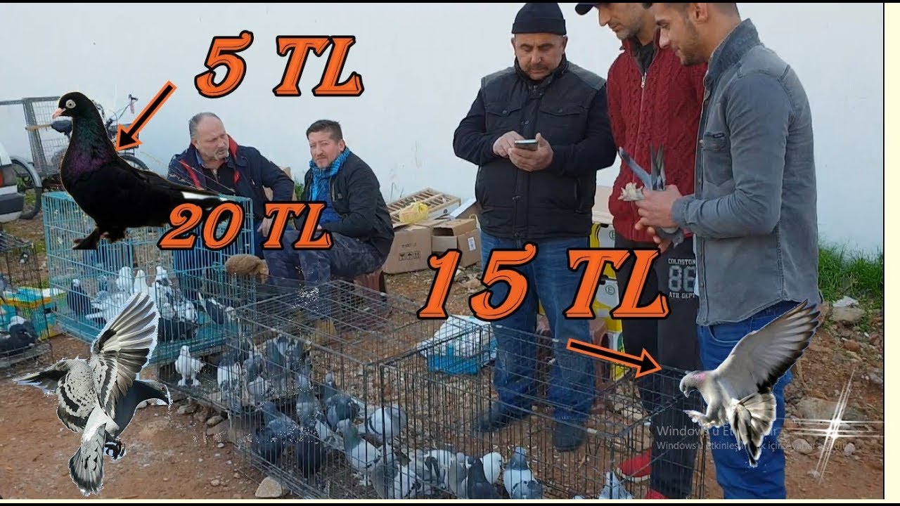Antalya Kuş pazarı - 5 tl den baslayan kuşlar