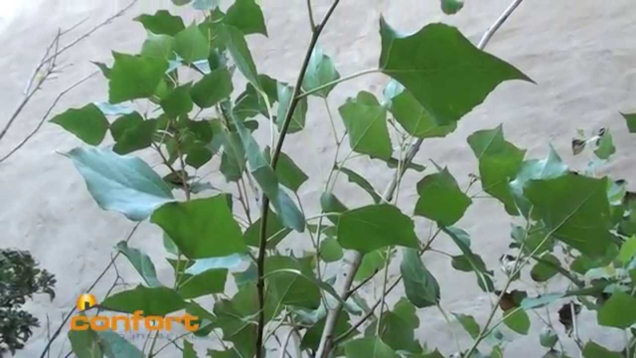 VIVERO ALEGRÍA - Álamos
