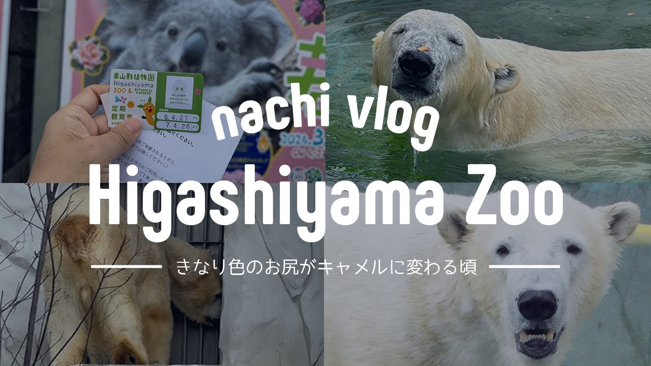 〈 GW遠征① 〉東山動植物園でホッキョクグマのフブキに会う / ケツがキャメってる〈 動物園めぐり 〉