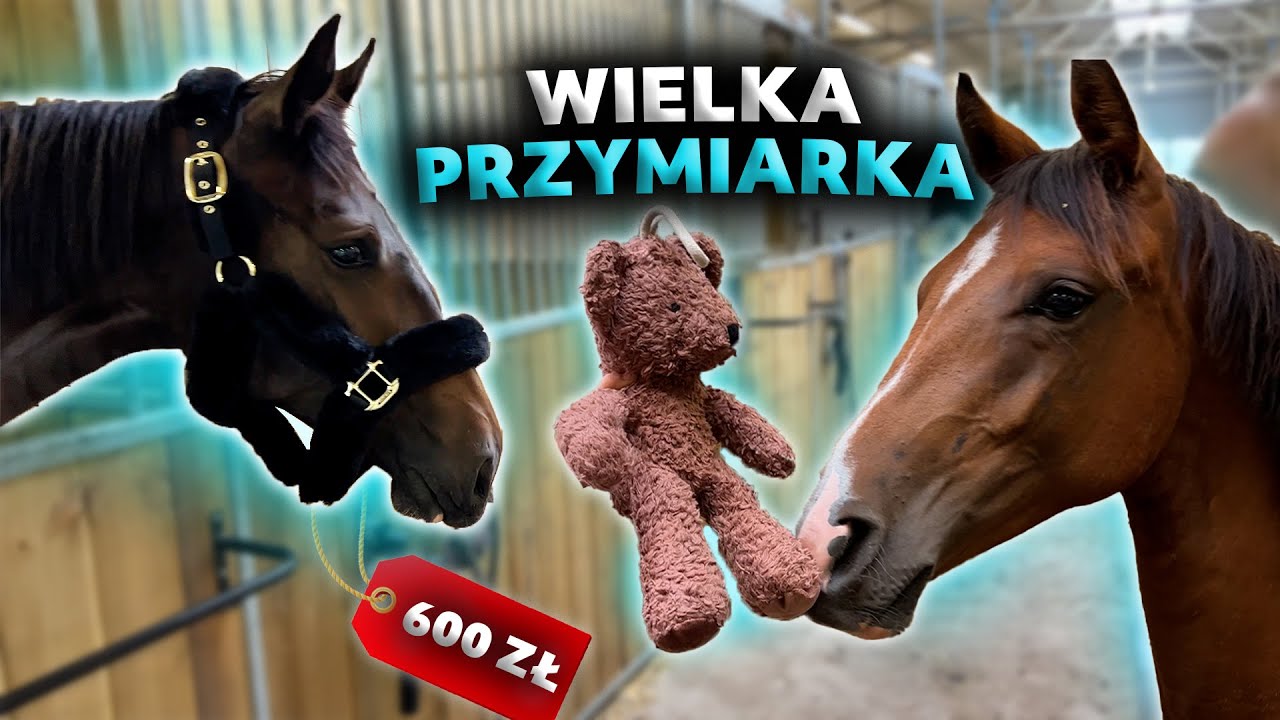 PRZYMIERZAMY RZECZY Z CAVALIADY | Zaczynam jazdy na Dili!