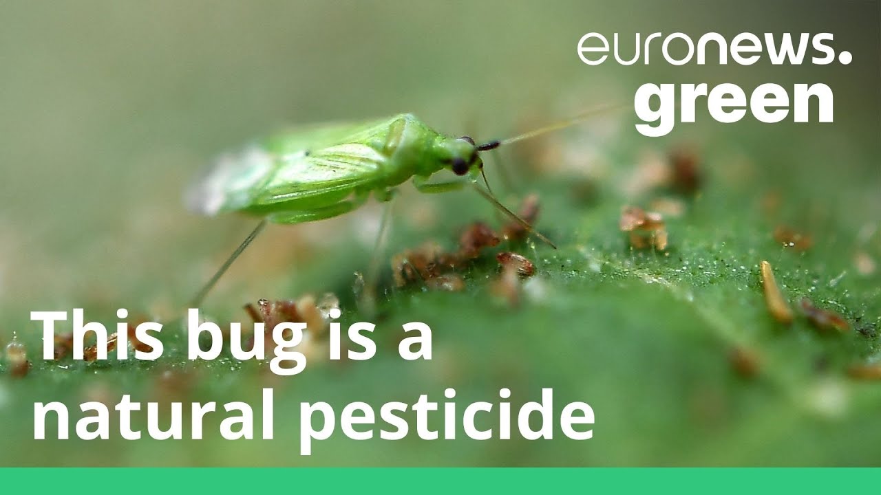 This farm is breeding insects to replace pesticides