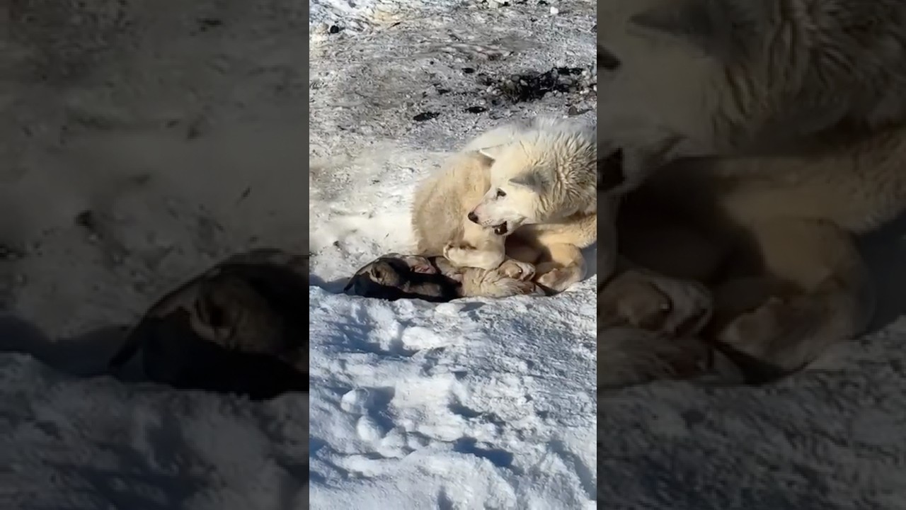 Born onto ice - sled dogs of #Greenland