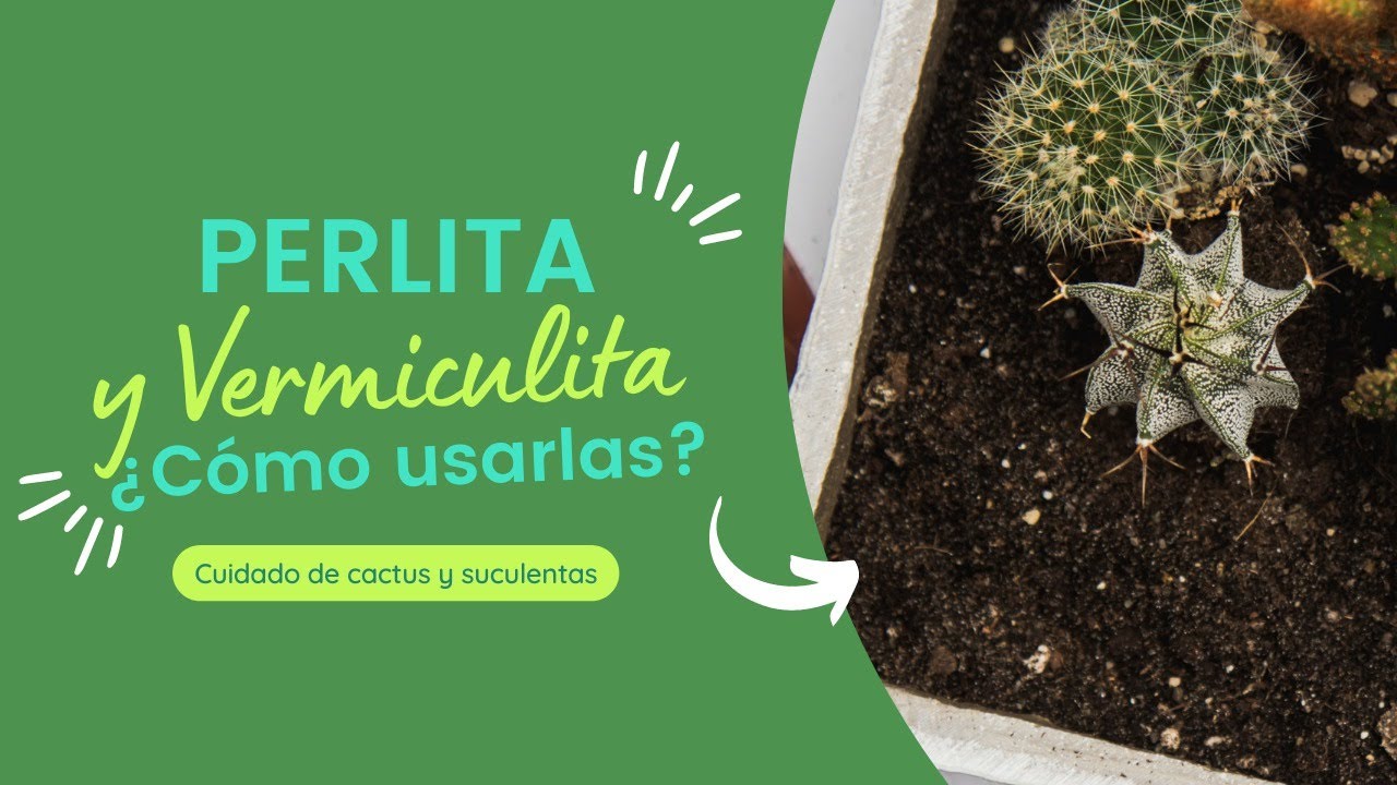 WHAT IS PERLITE & VERMICULITE? 🌵