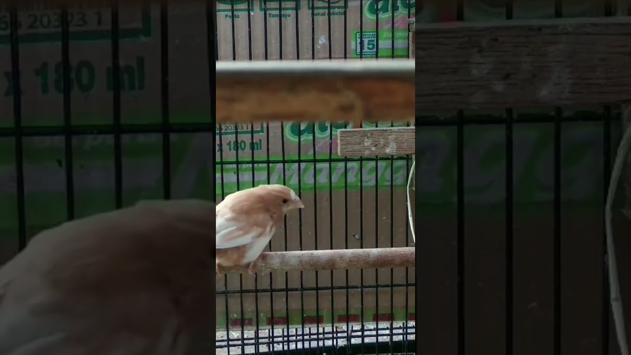 EMJE ( SOCIETY FINCH ) #finch #breeding #emje