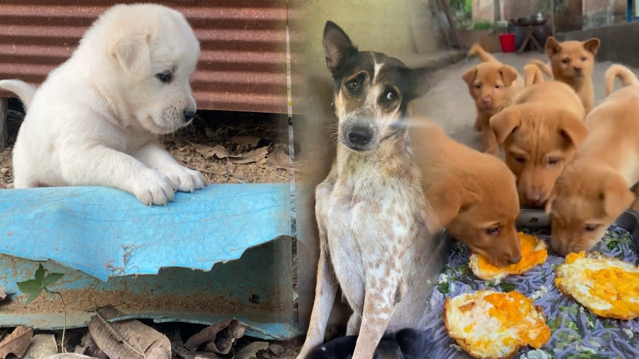 Hungry Mom Dog and Cute Puppies Enjoying a Special Meal 🐶🍳