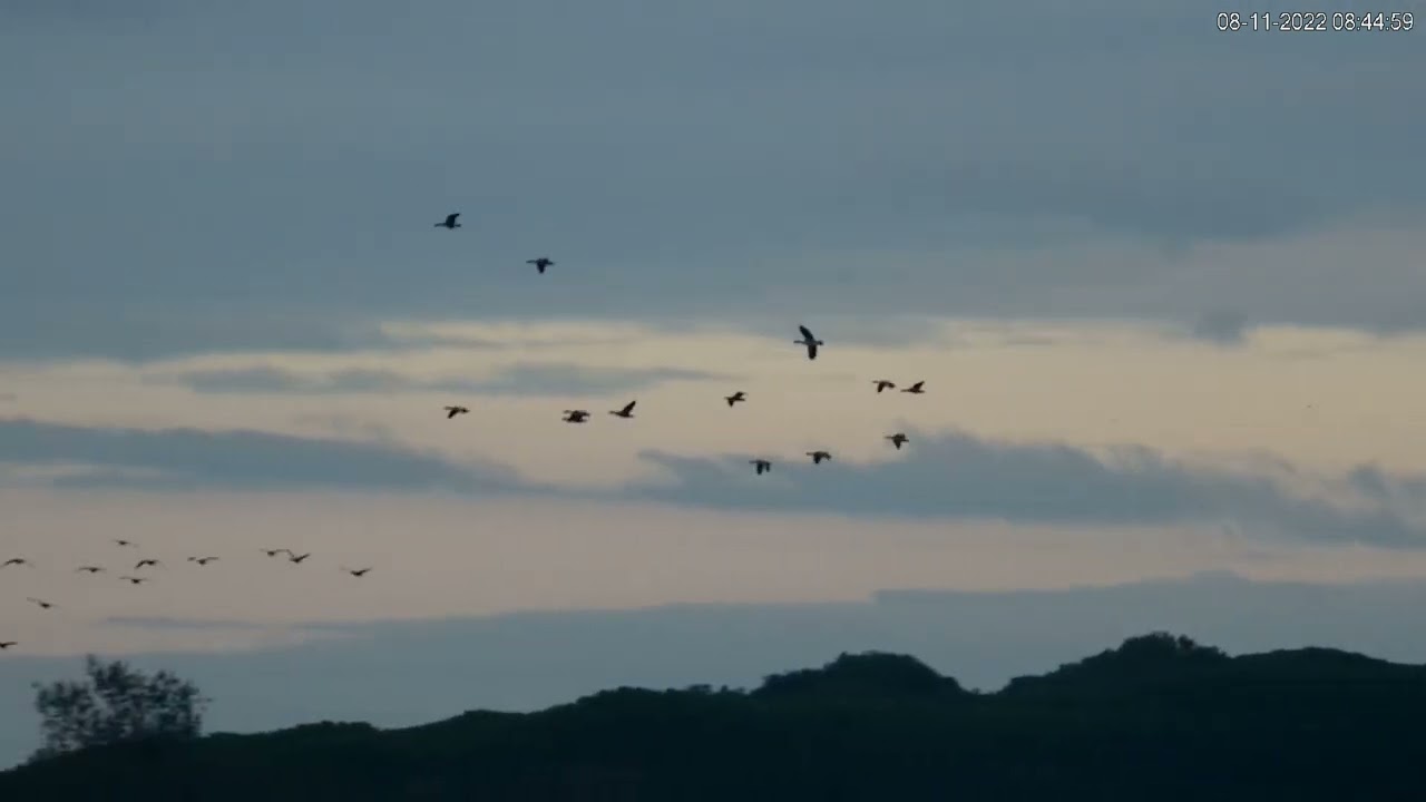 Bando de ánsares comunes en vuelo - Parque Nacional de Doñana (marisma) ; España
