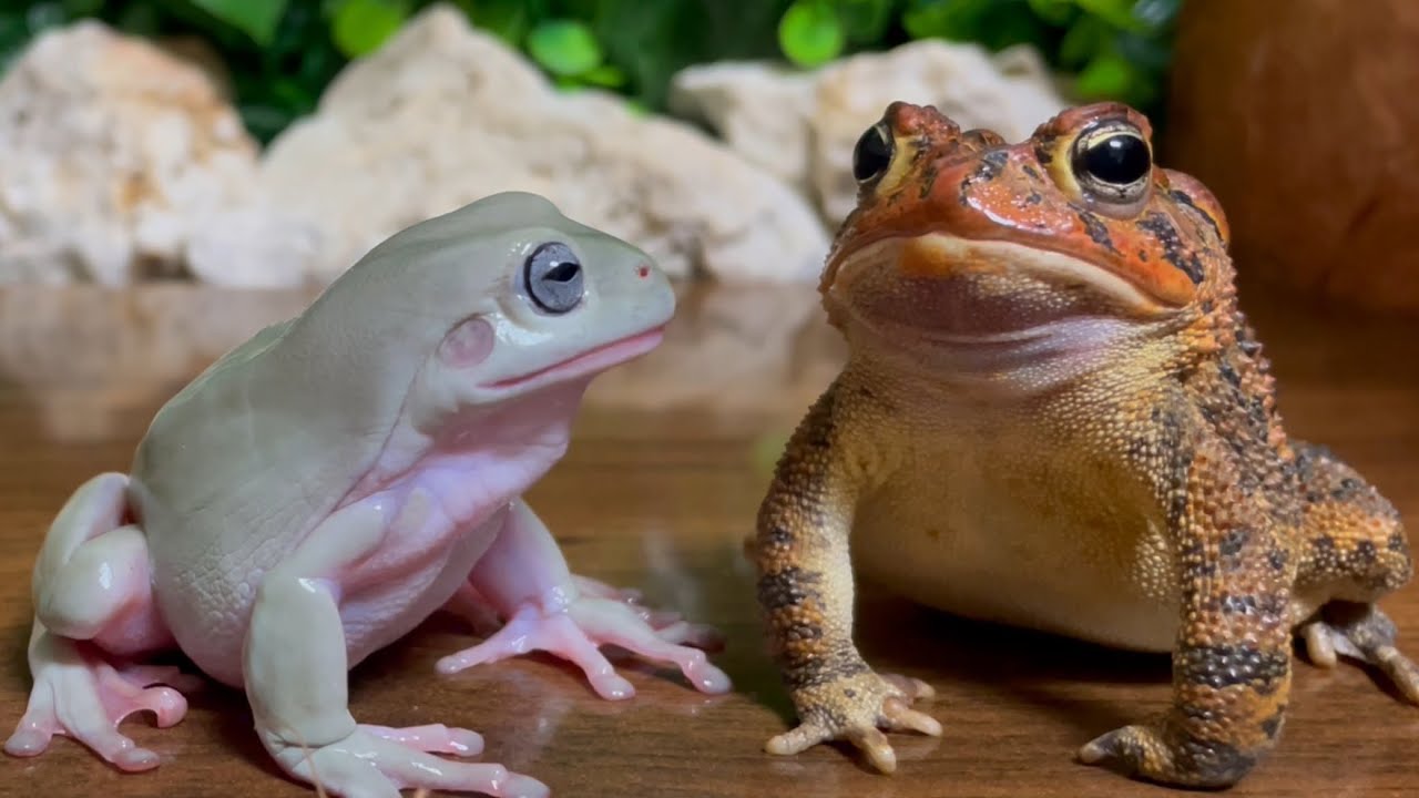 I'm hungry! angry！The story of the frog and toad🐸 frog&toad