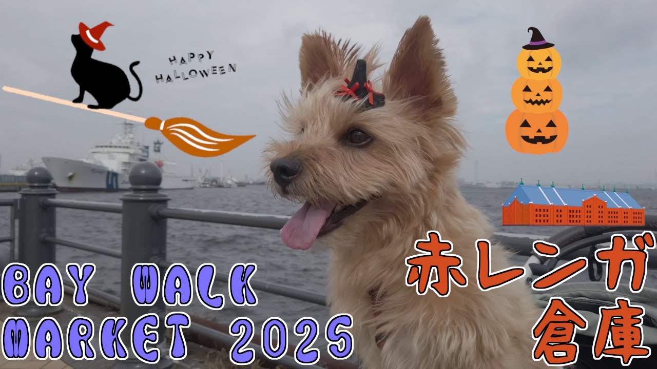 【赤レンガ倉庫】BAY WALK MARKET 2025に行ったノーリッチテリア
