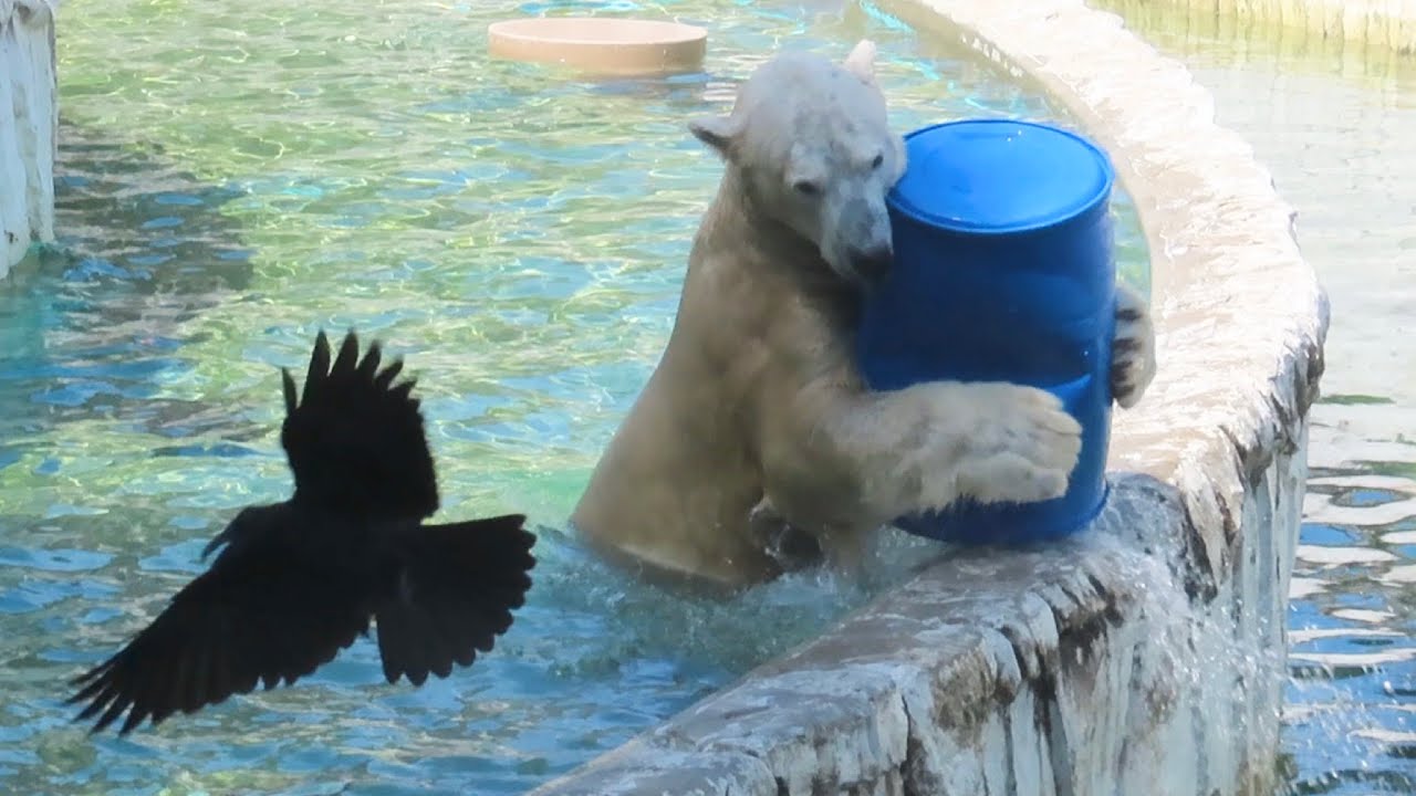 「フブキ、 ペレットまだカァ？」強気なカラスと優しいホッキョクグマ【東山動植物園】