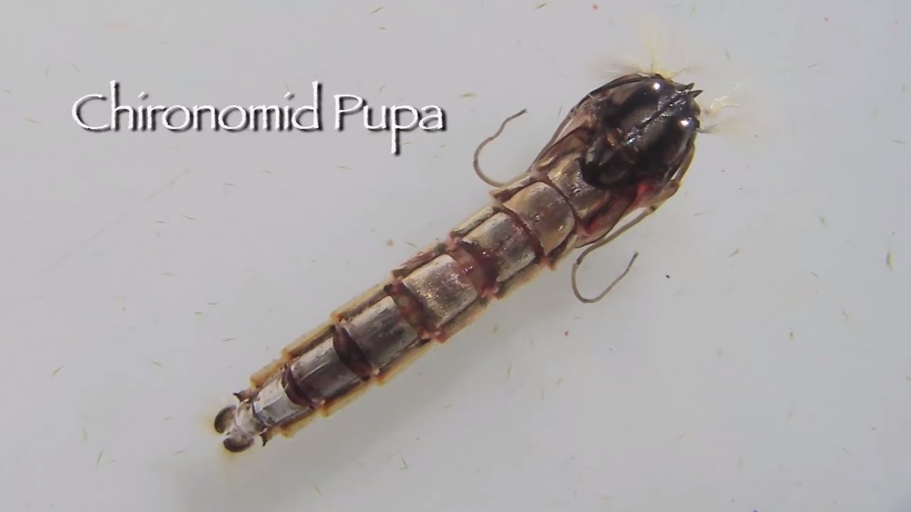 Importance of Chironomids | Lake Fishing for Trout