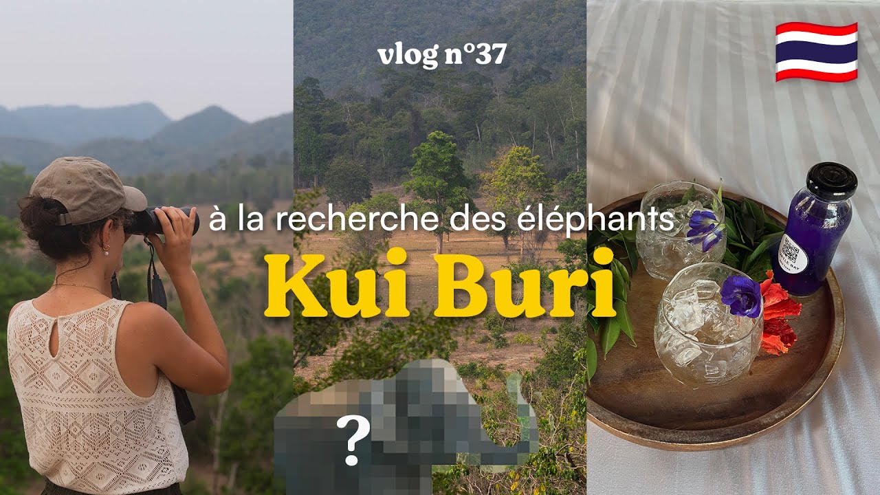 On espère voir des éléphants sauvages au parc national de Kui Buri | Thaïlande 🇹🇭