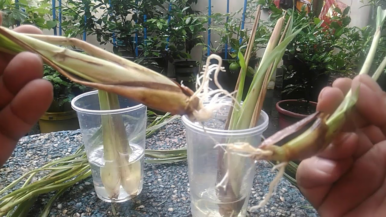 Rooting and Transplanting Lemon Grass the Easy Way