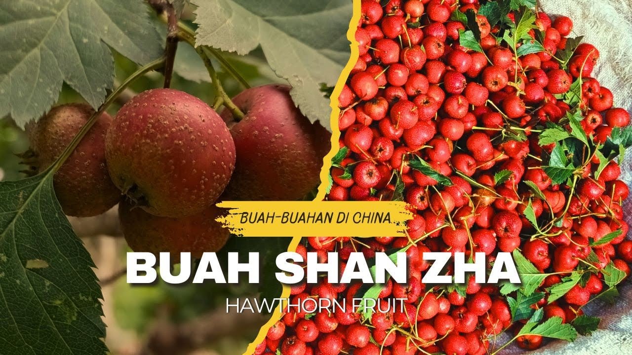 Buah Shan zha, atau Hawthorn, Buah khas shandong, #china 🇨🇳 #buah #china 
