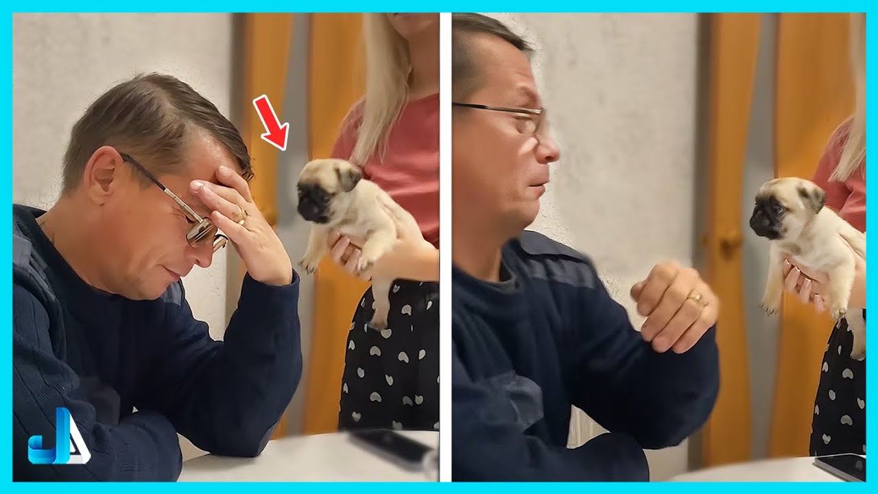 🥰 He Was Not Ready for This Kind of Cuteness 💕 New Puppy Surprise Compilation