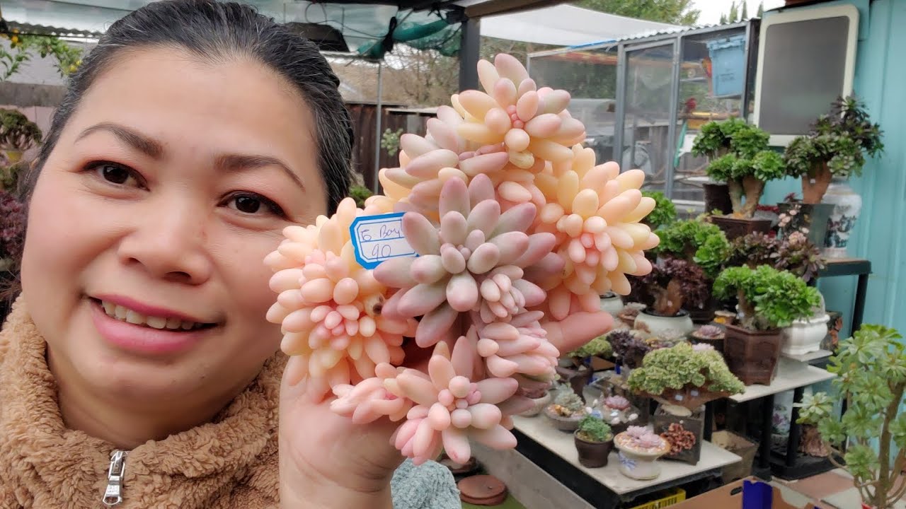 SEN ĐÁ BÁN ĐẸP LẠ MỚI 408 834 5979 📞 SUCCULENT FOR SALE 01/23/2026. Phần 1#echeveria #succulent 