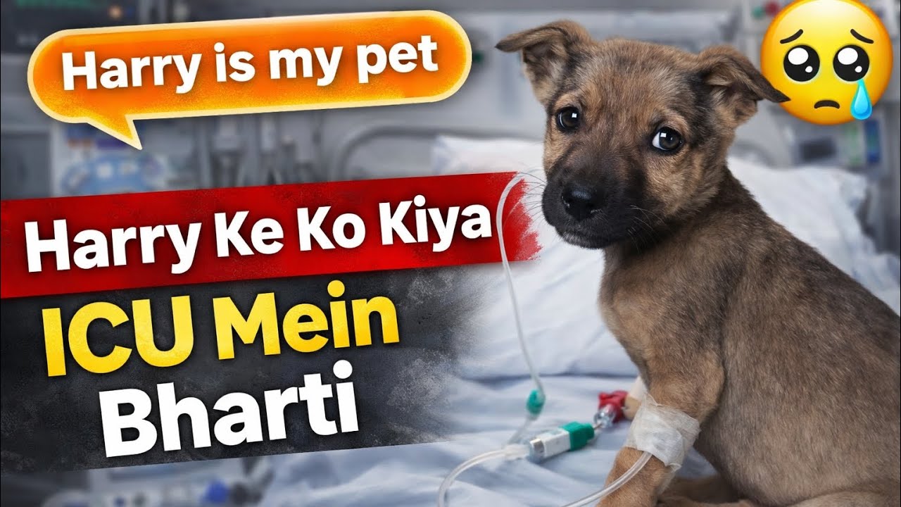 Harry ke huai bhoat tabiyat kharab 🐕🐶