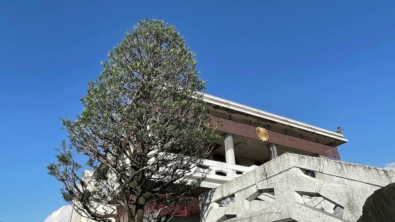 イヌマキの透かし剪定#富士宮市の植木屋